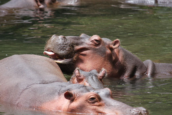 Kenya River Safari Meru National Park