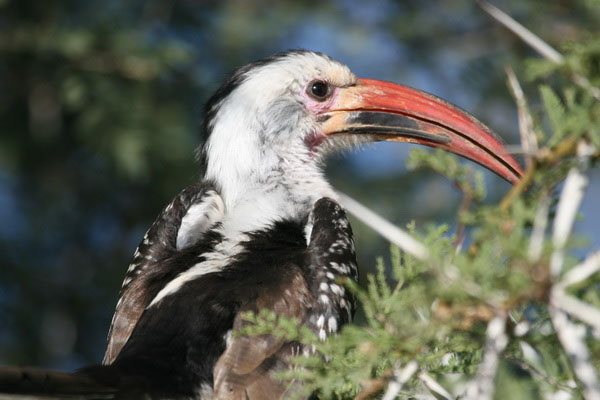 Saiwa Swamp birdwatching